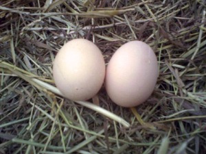 Le prime uova